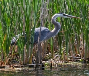 2016 06 11 WildLife MPLS 138